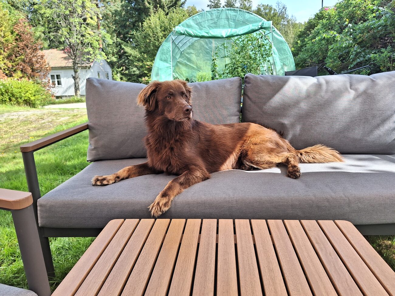 Laika, der Hund der Familie, auf einer Bank in Schweden